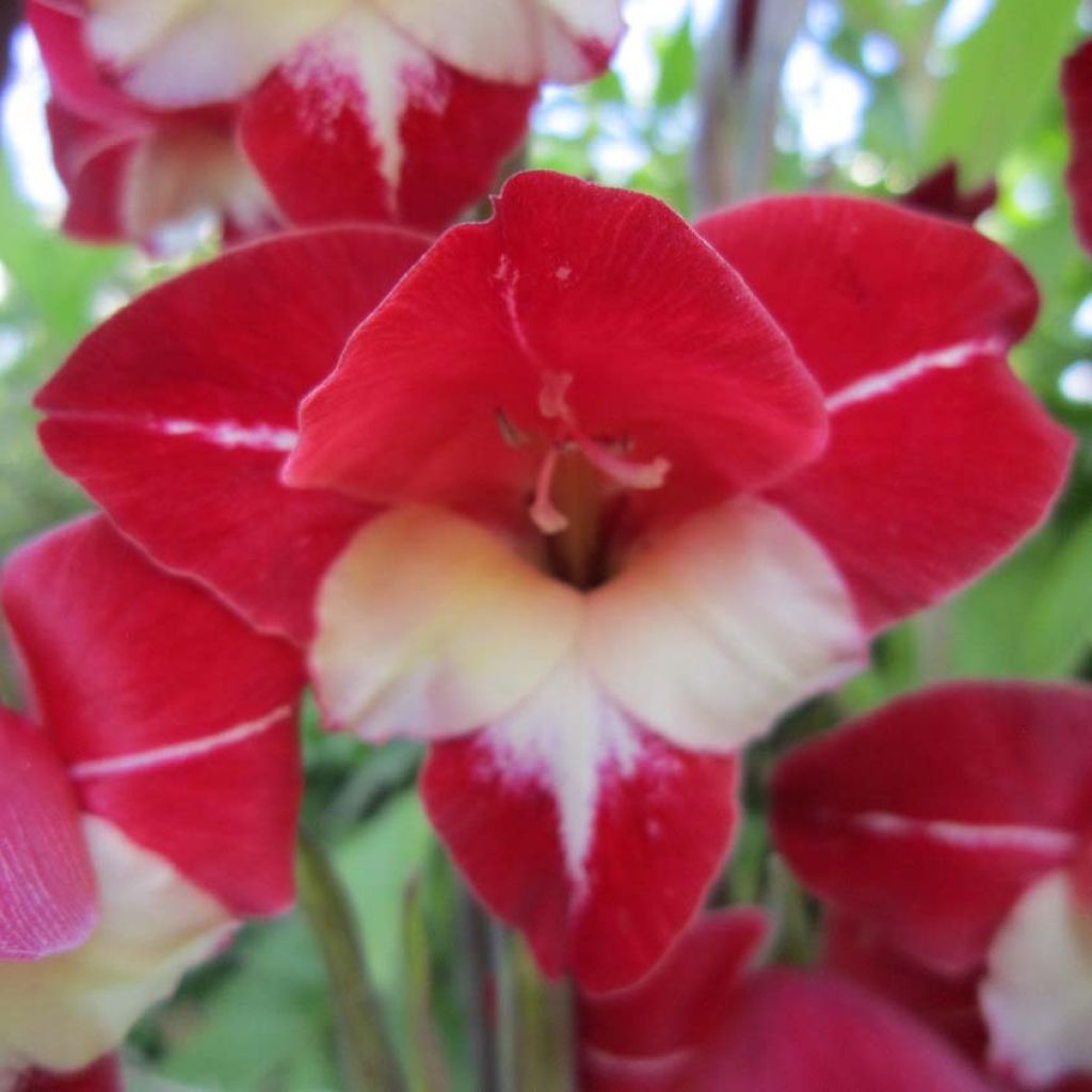 Gladiolus primulinus Laura Jay - Sword Lily