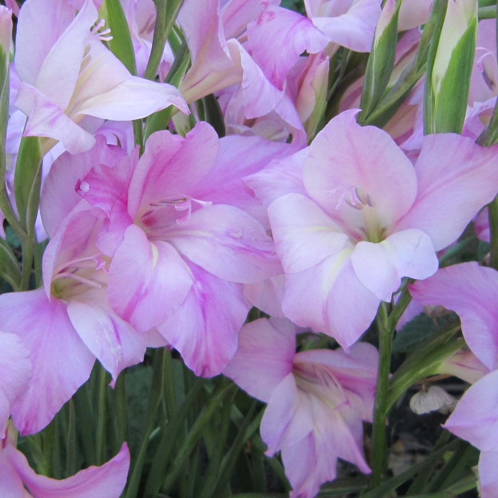 Gladiolus tubergenii Charming Lady - Sword Lily