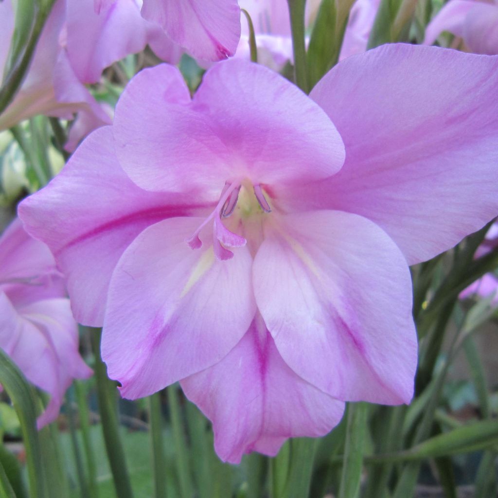 Gladiolus tubergenii Charming Lady - Sword Lily