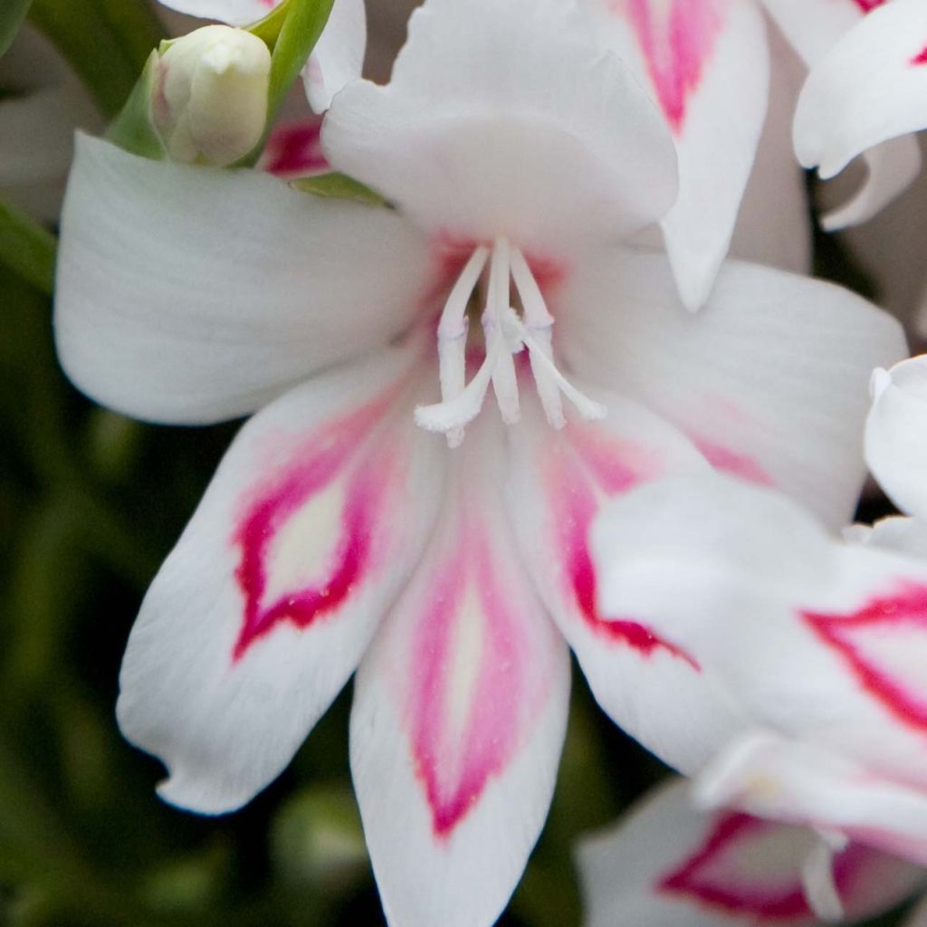 Gladiolus Nymph - Sword Lily