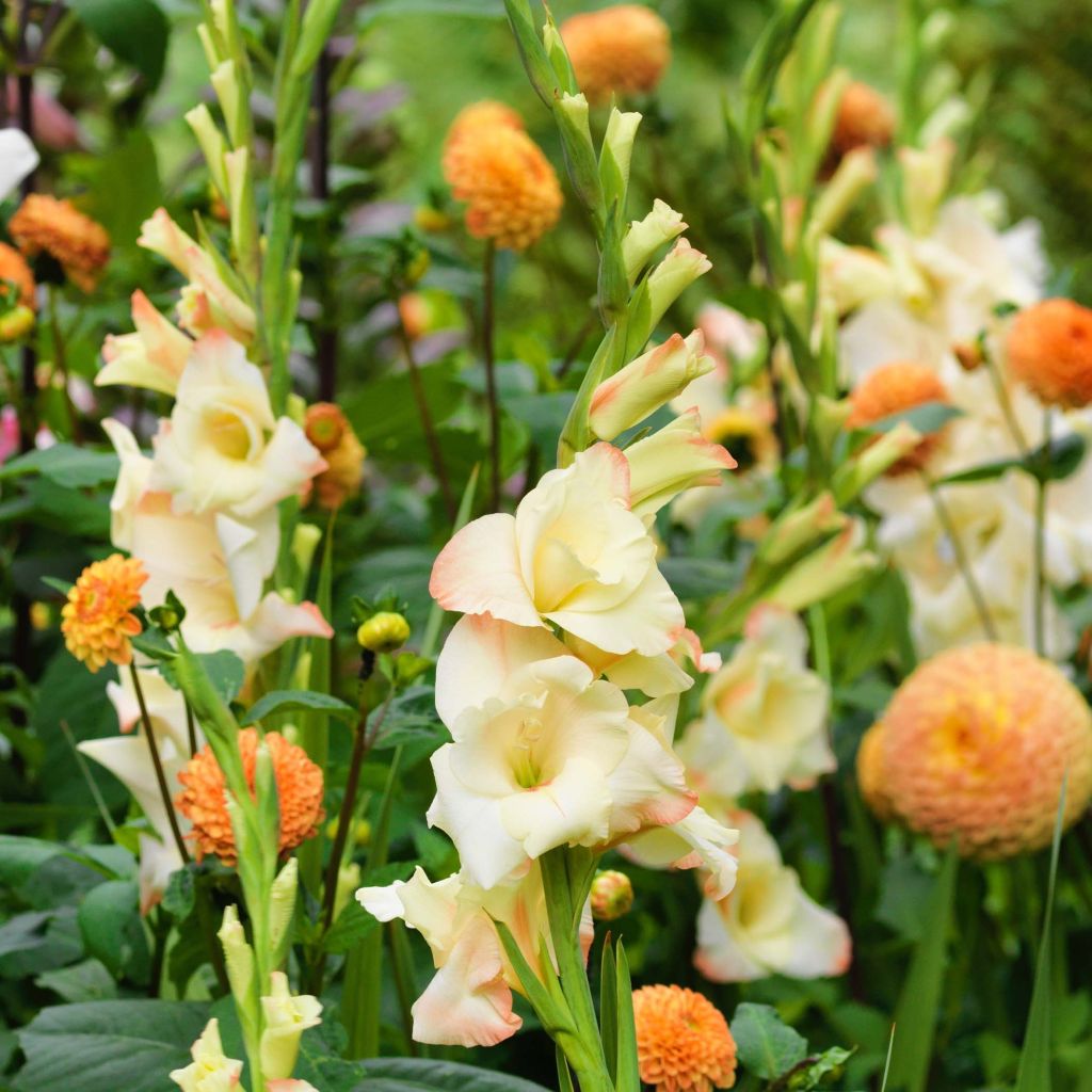 Gladiolus Cream Perfection - Sword Lily