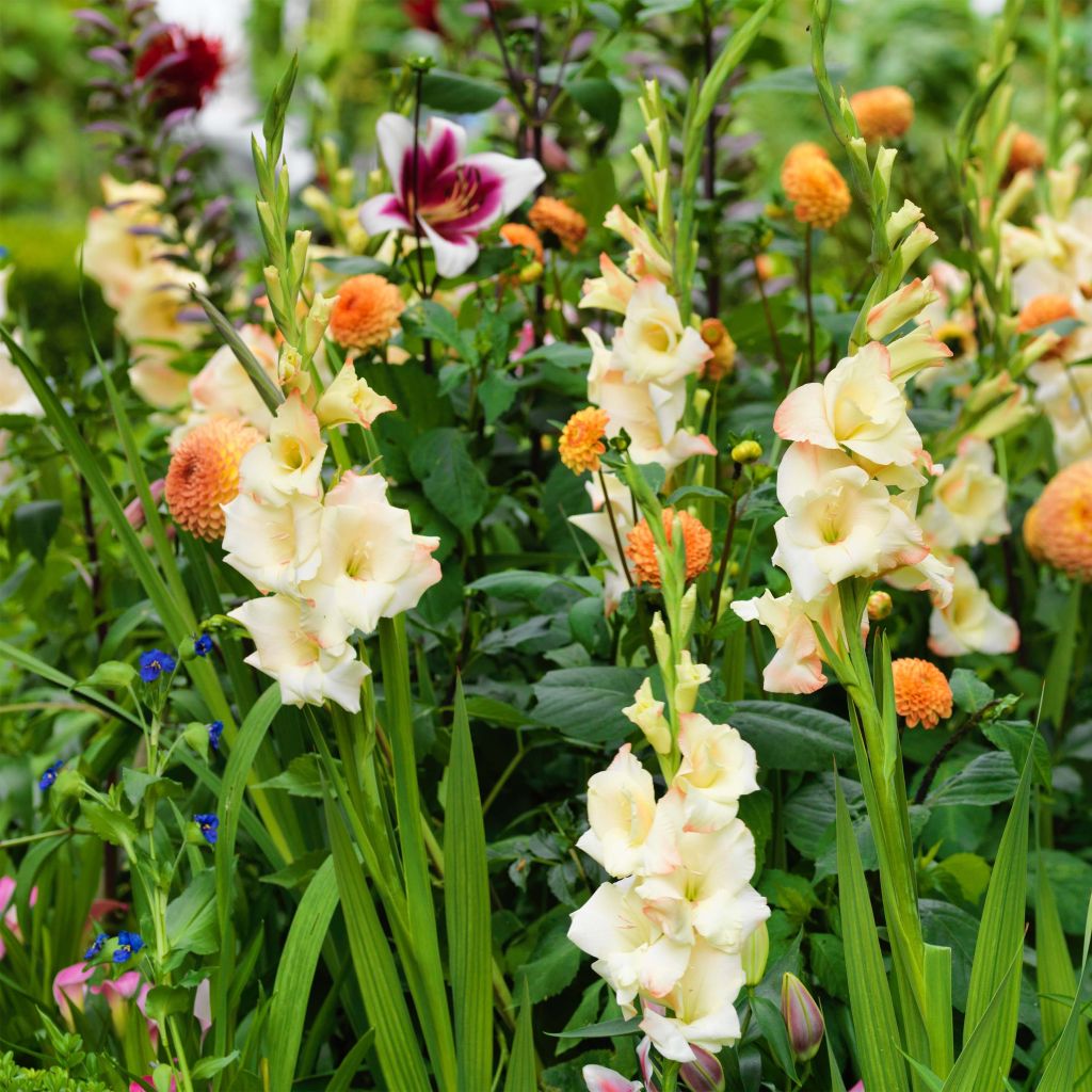 Gladiolus Cream Perfection - Sword Lily
