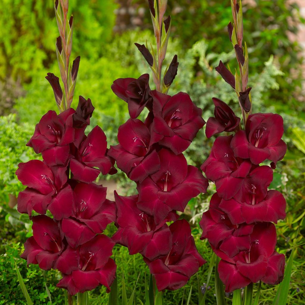 Gladiolus Espresso - Sword Lily