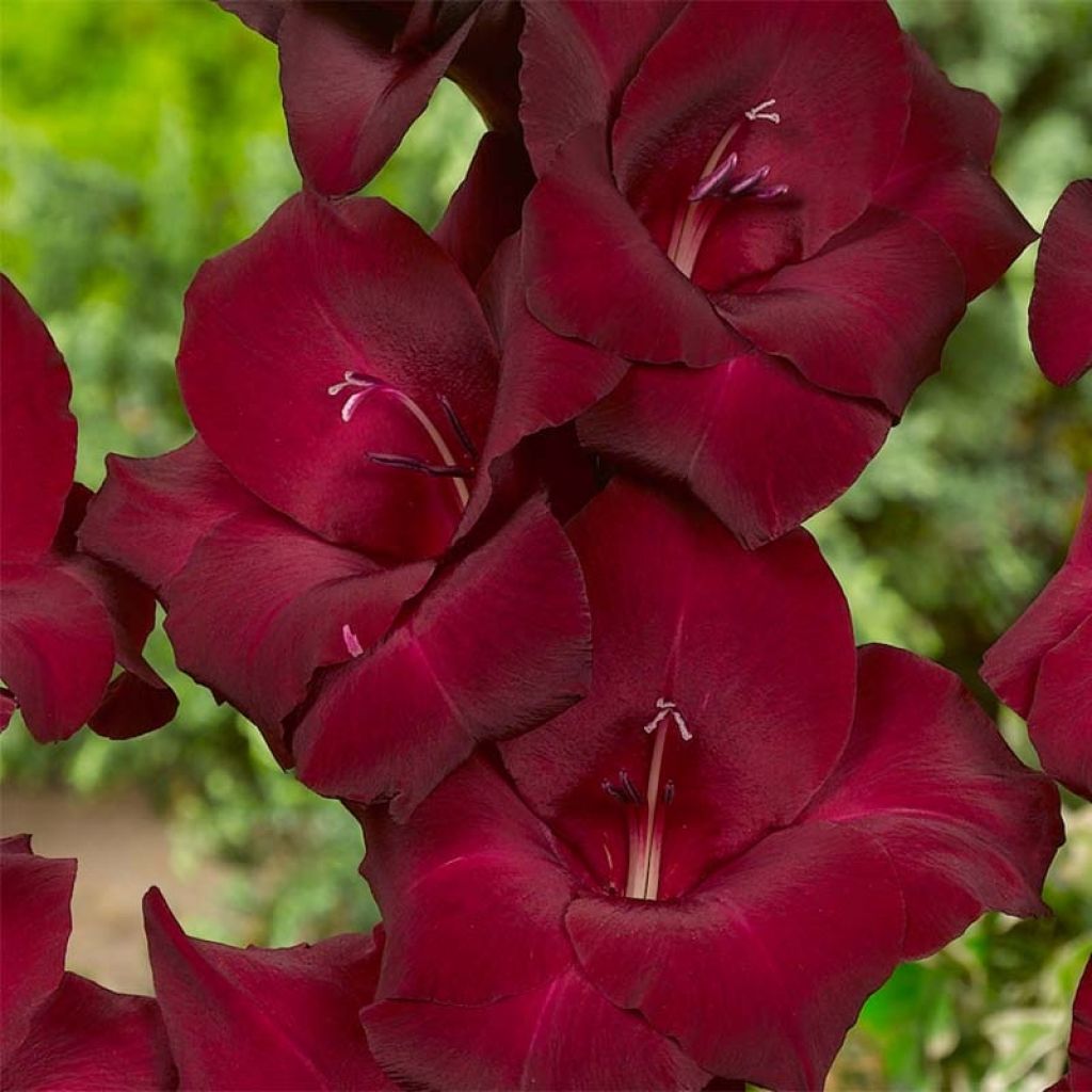 Gladiolus Espresso - Sword Lily