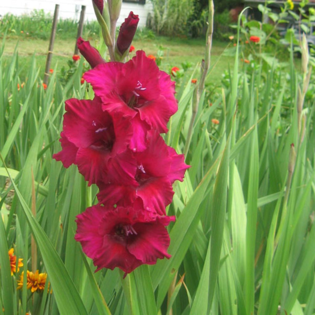 Glaïeul ou Gladiolus Fidelio