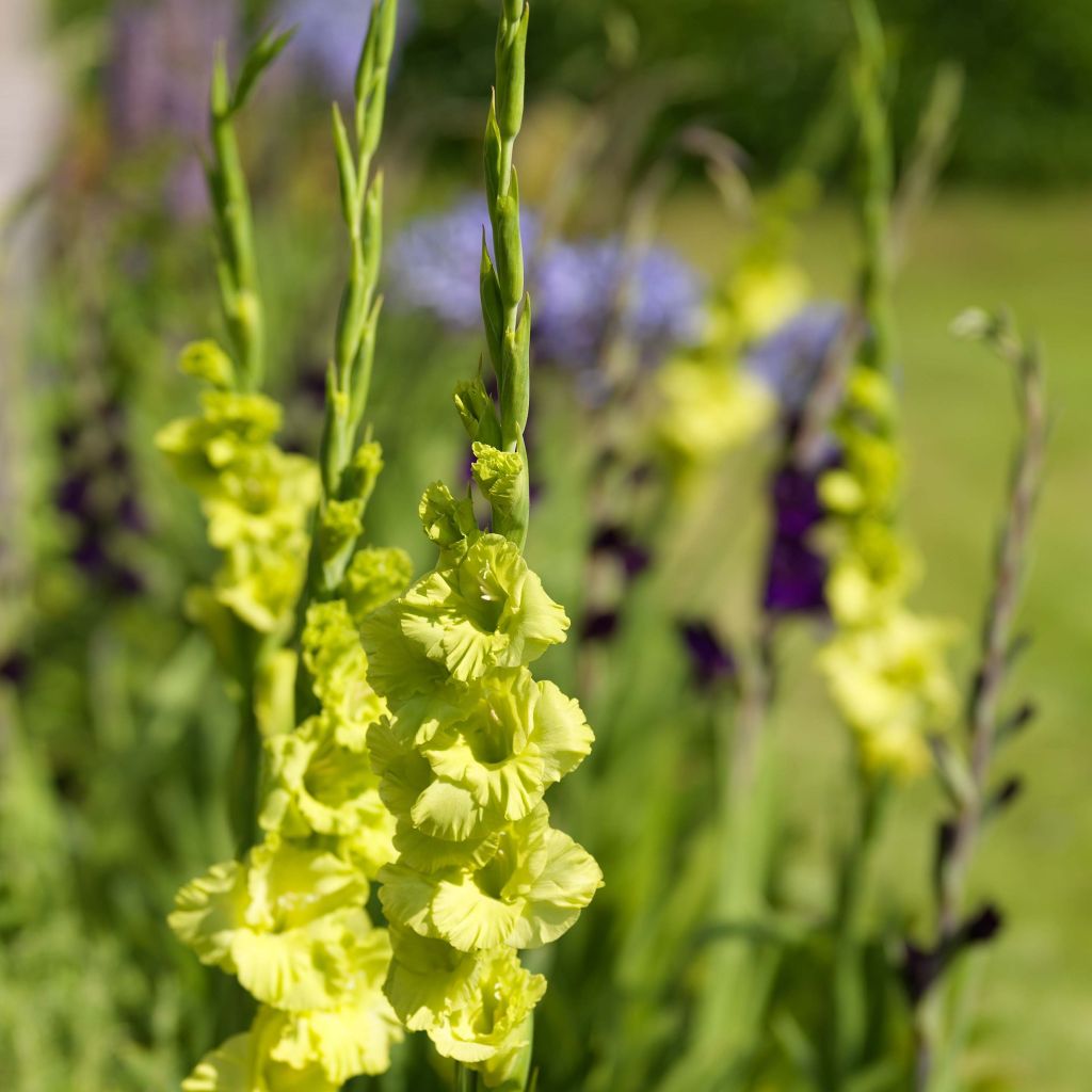 Gladiolus Green Star - Sword Lily