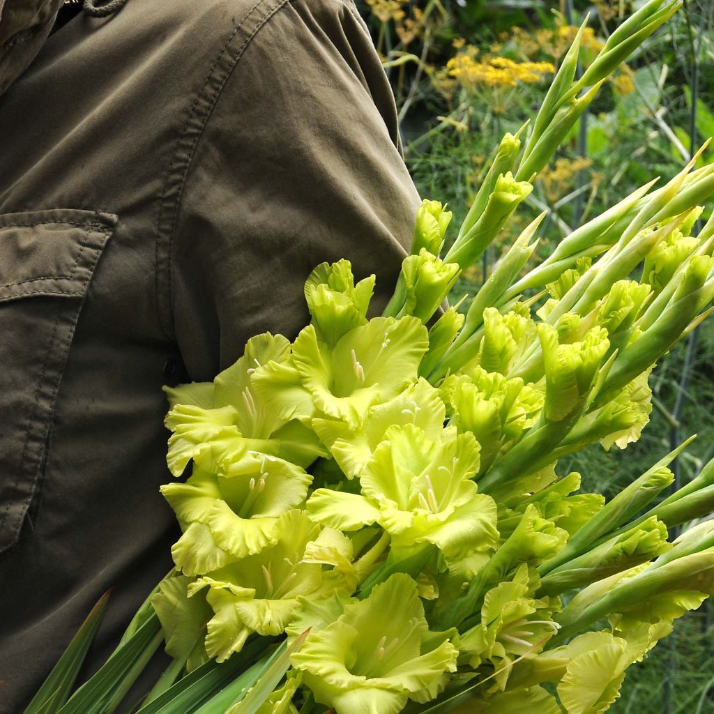 Gladiolus Green Star - Sword Lily