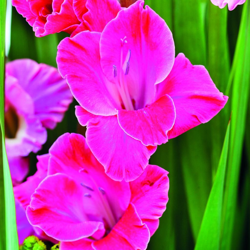 Gladiolus Invitatie - Sword Lily