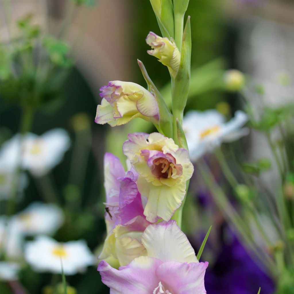Gladiolus grandiflorus Mon Amour - Sword Lily