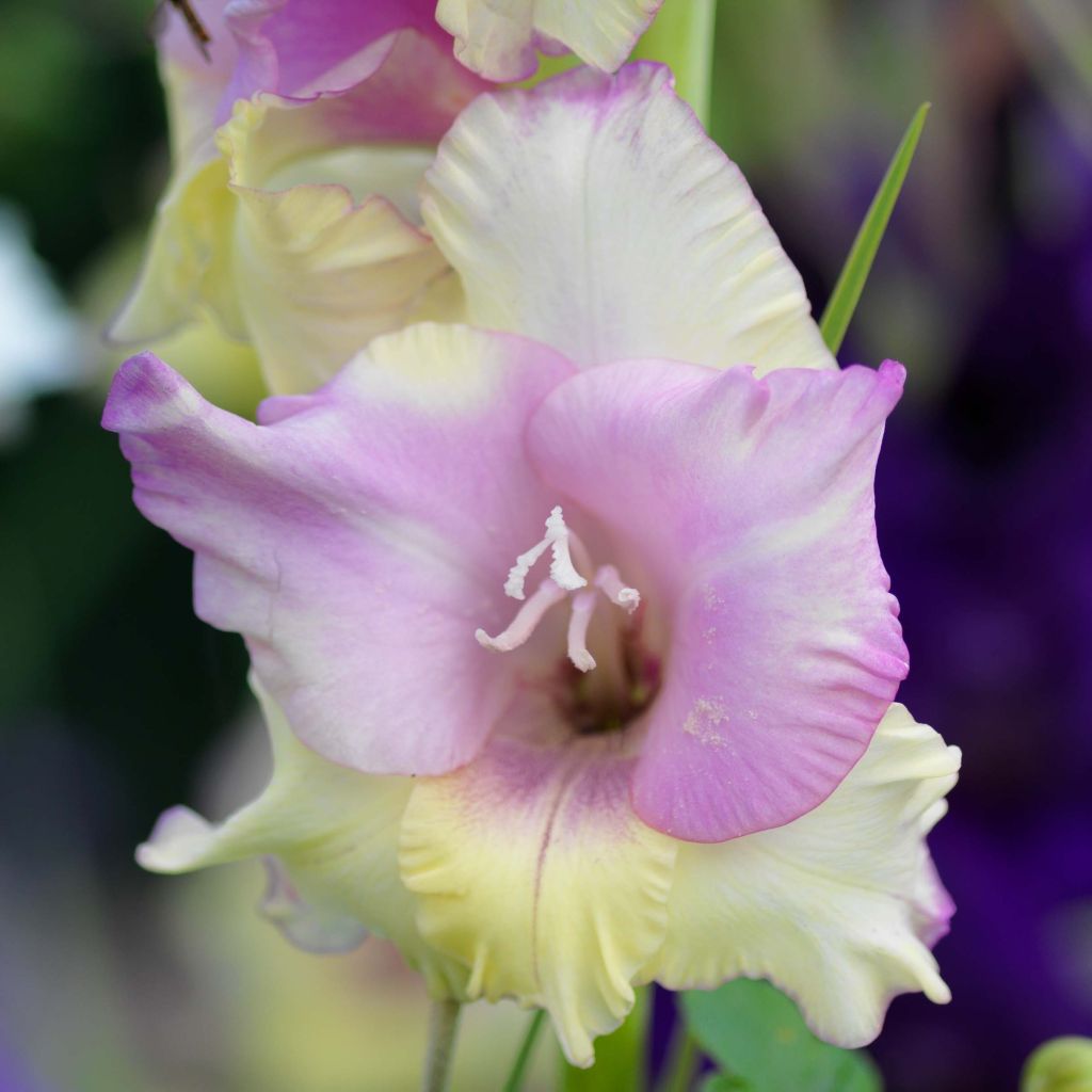 Gladiolus grandiflorus Mon Amour - Sword Lily