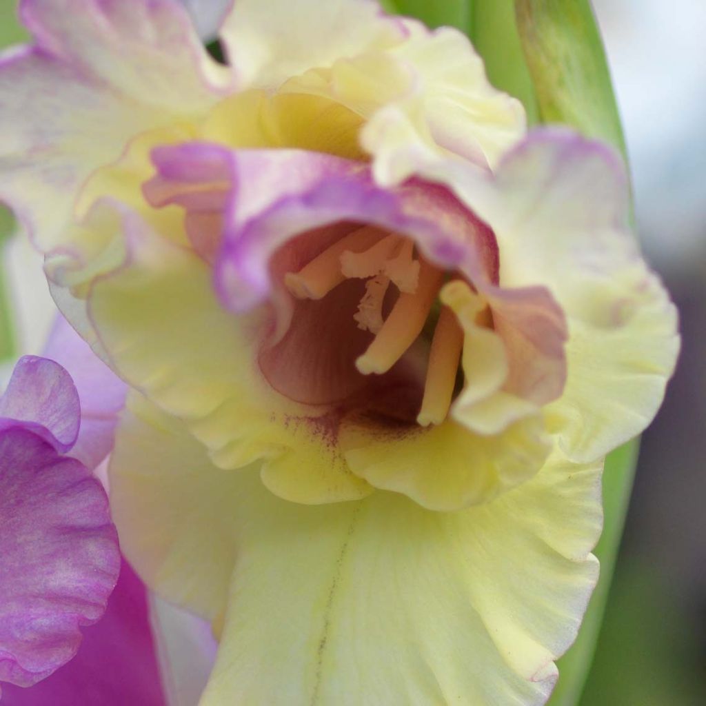Gladiolus grandiflorus Mon Amour - Sword Lily