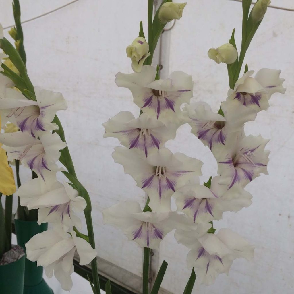 Gladiolus primulinus Angel Kisses - Sword Lily