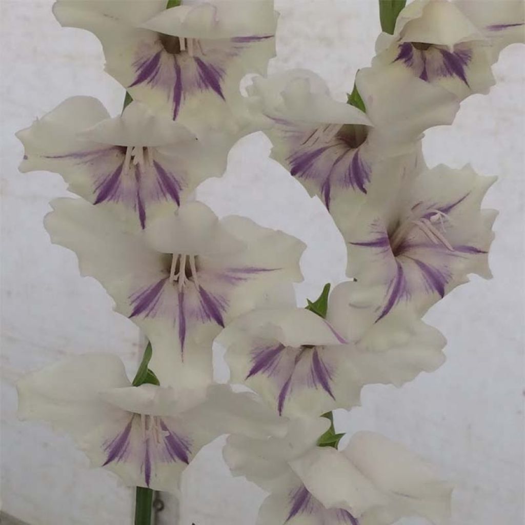 Gladiolus primulinus Angel Kisses - Sword Lily