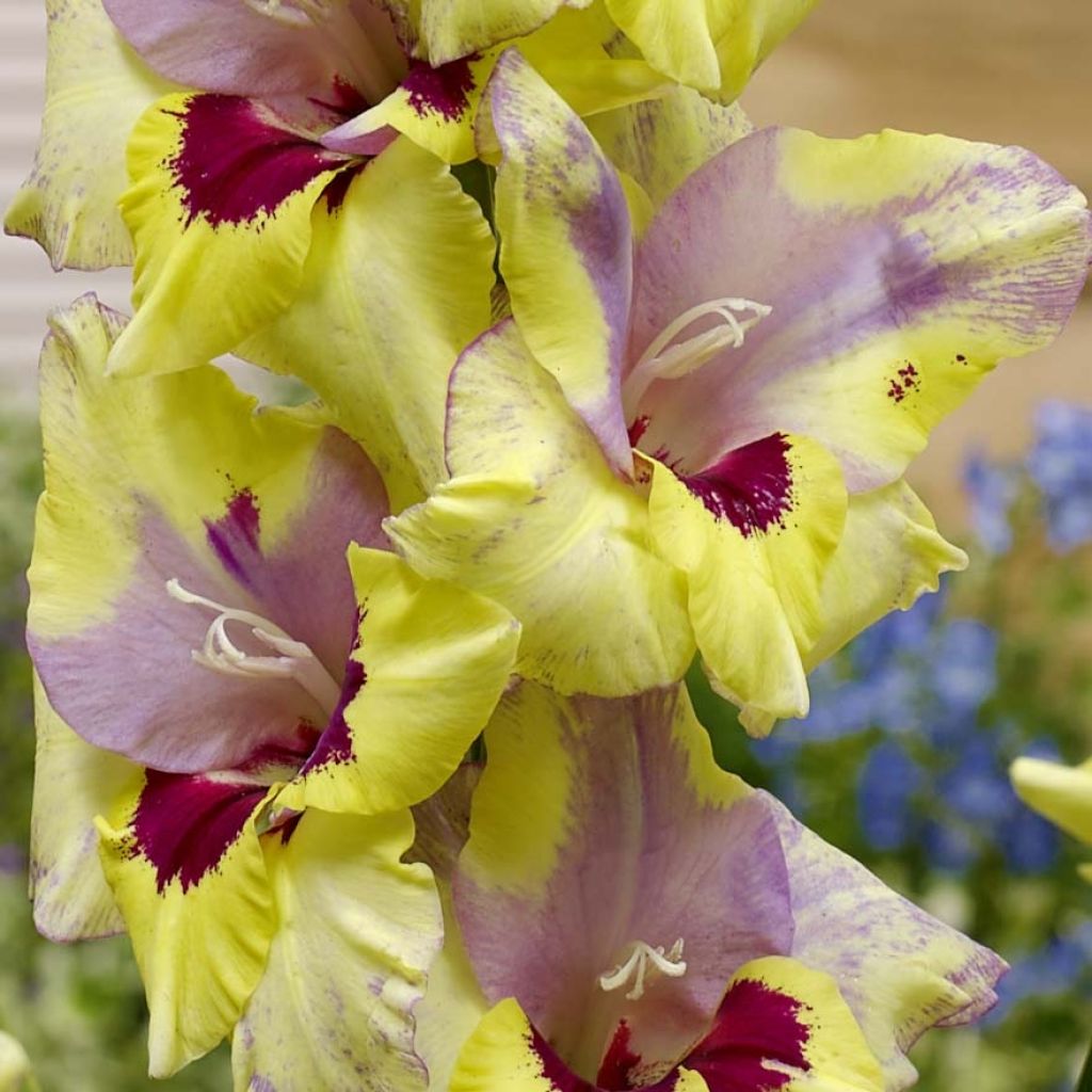 Gladiolus grandiflorus Oracle - Sword Lily