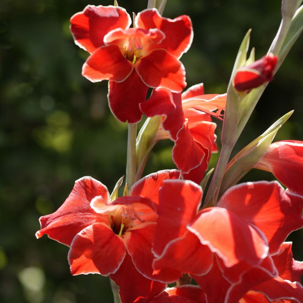 Gladiolus primulinus Atom - Sword Lily