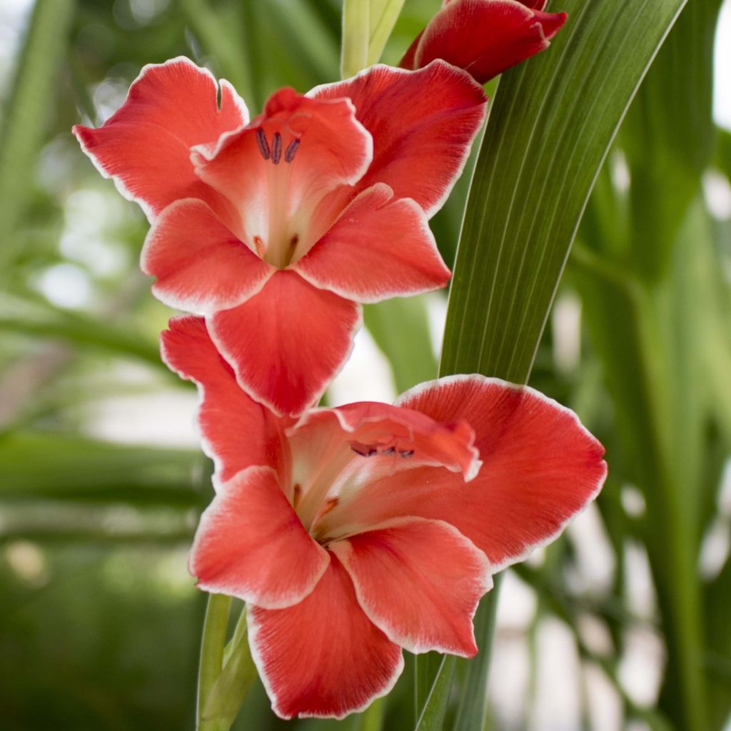 Gladiolus primulinus Atom - Sword Lily