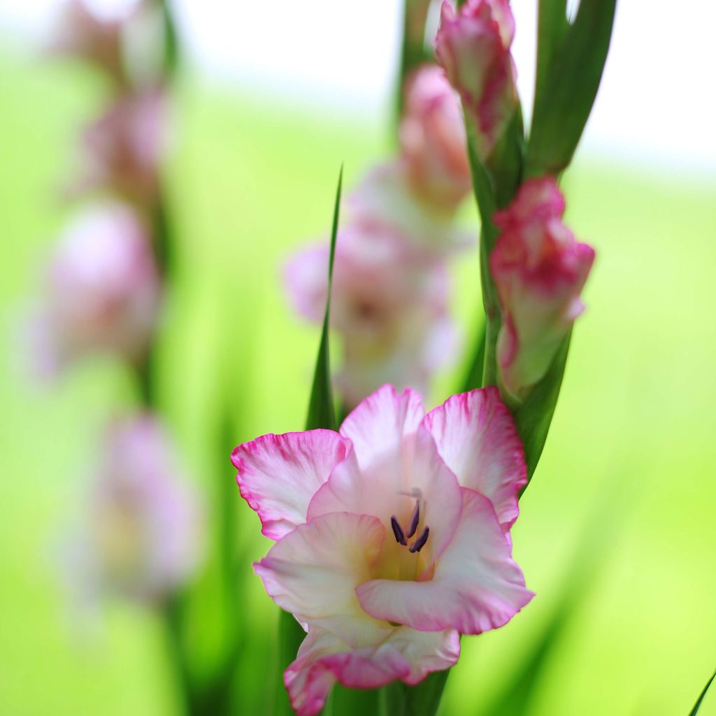 Gladiolus grandiflorus Priscilla - Sword Lily
