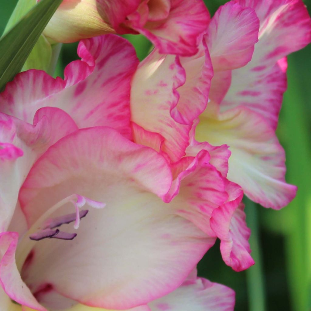 Gladiolus grandiflorus Priscilla - Sword Lily