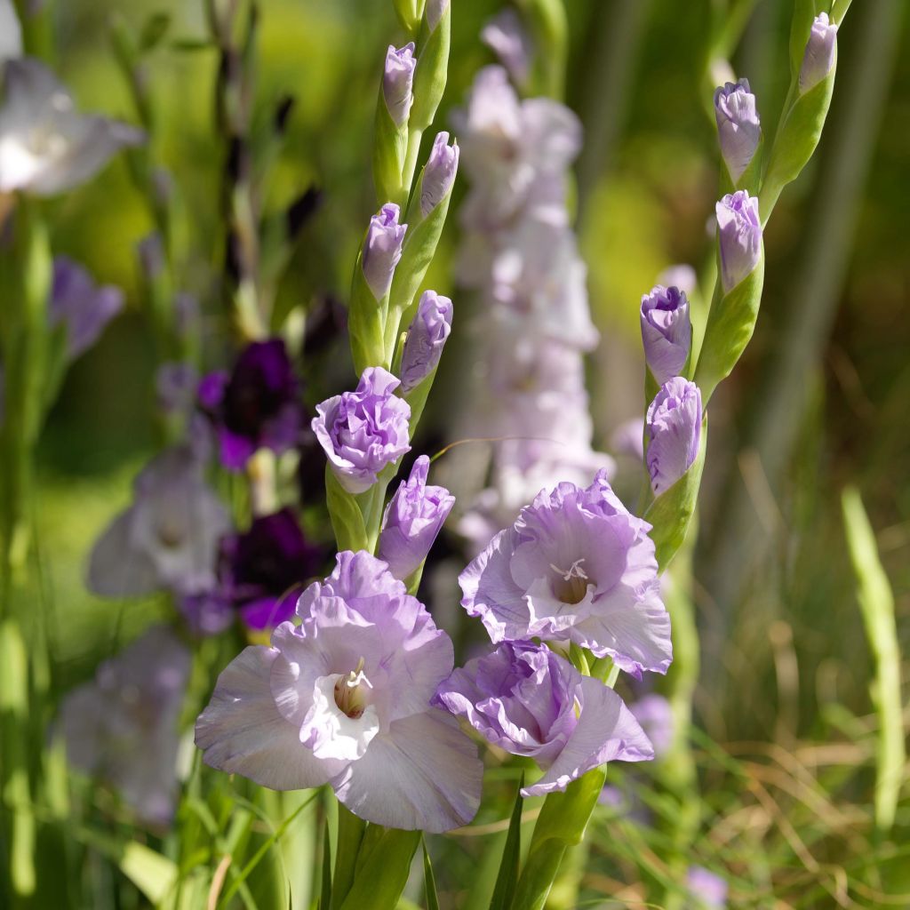 Gladiolus Sweet Blue - Sword Lily