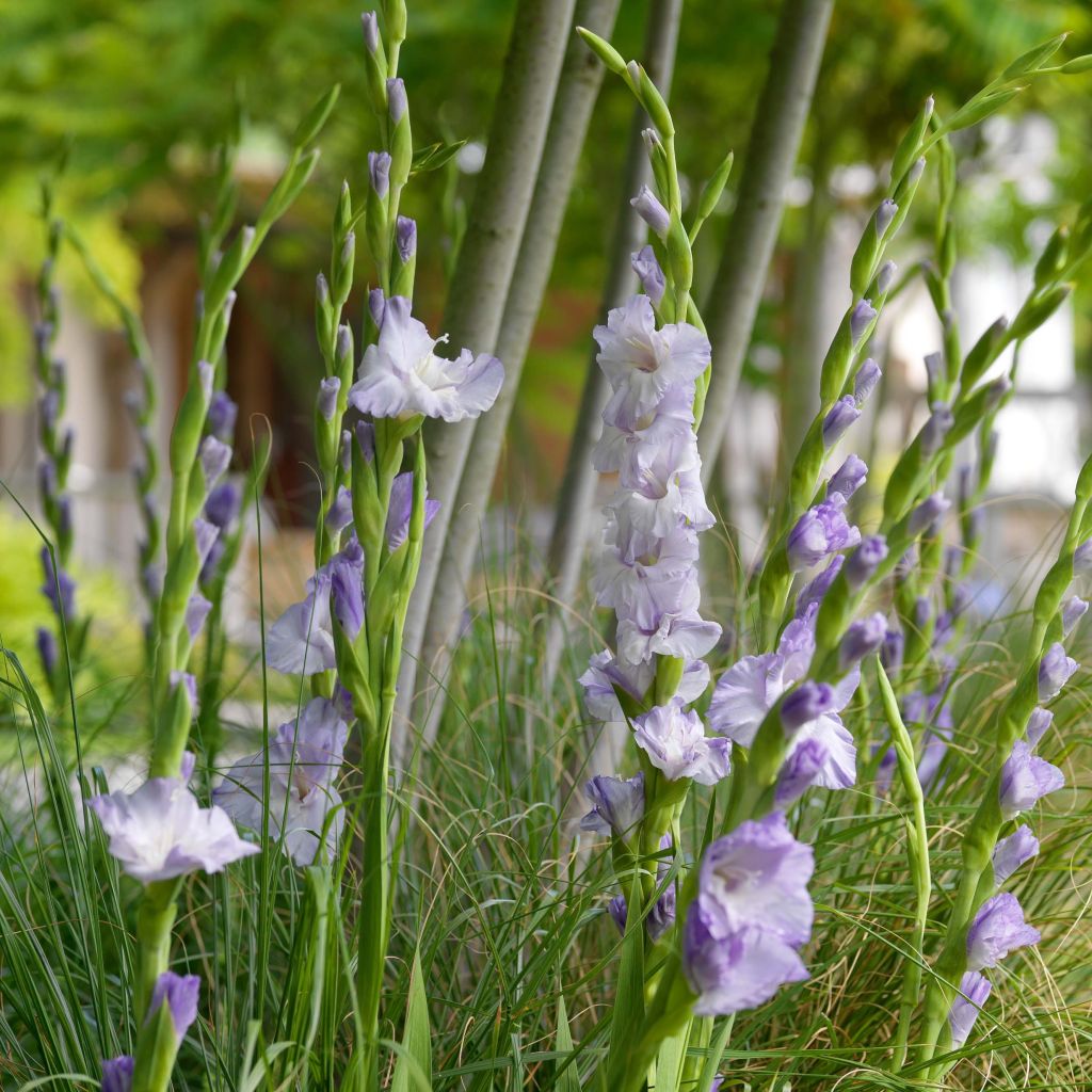 Gladiolus Sweet Blue - Sword Lily