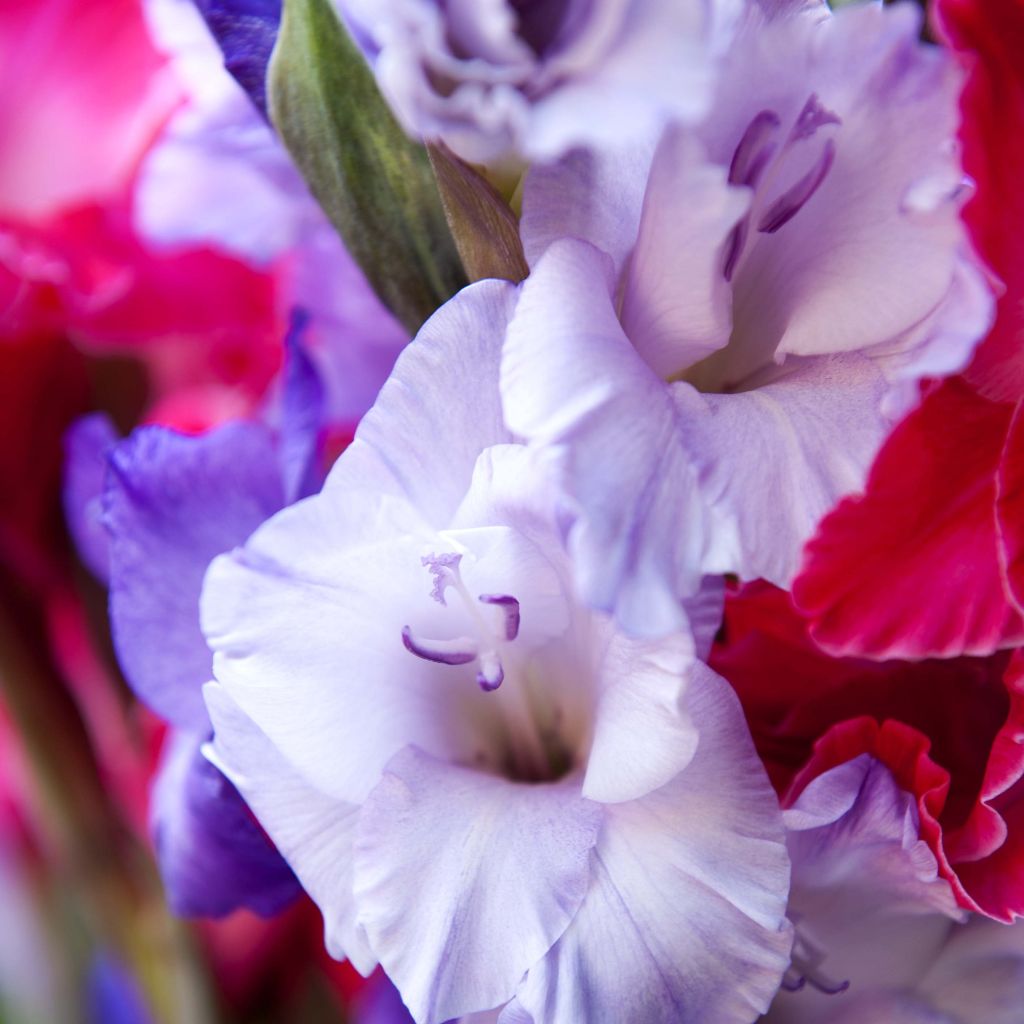 Gladiolus Sweet Blue - Sword Lily