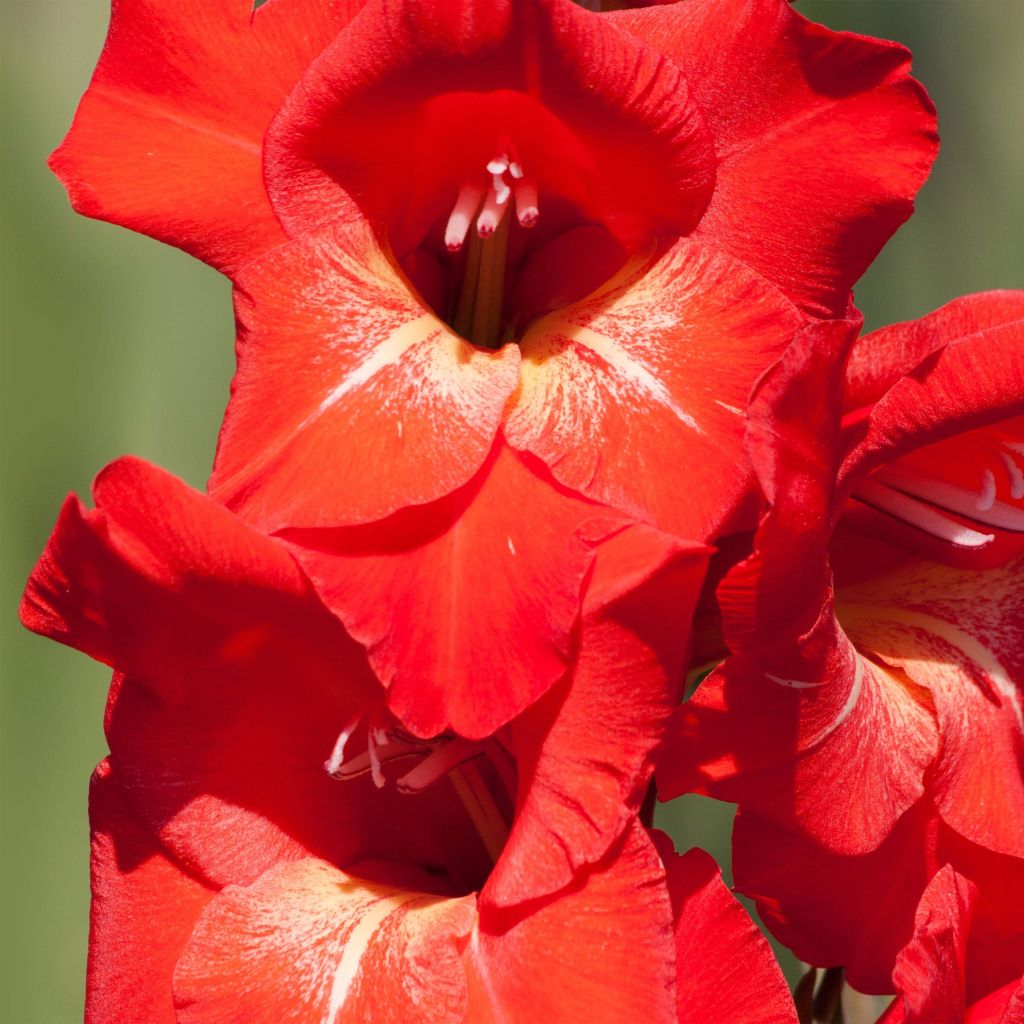 Gladiolus grandiflorus Trader Horn - Sword Lily