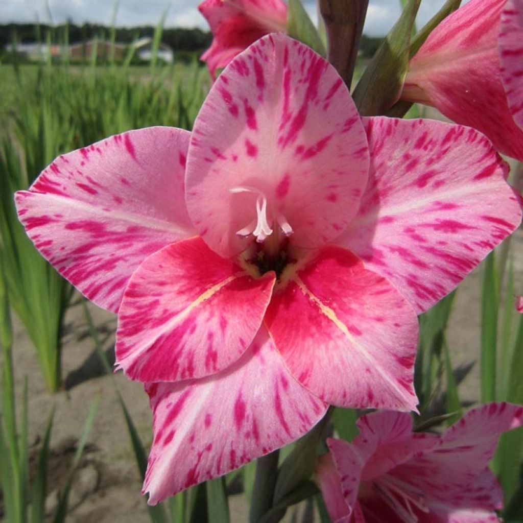 Gladiolus Bibi - Sword Lily