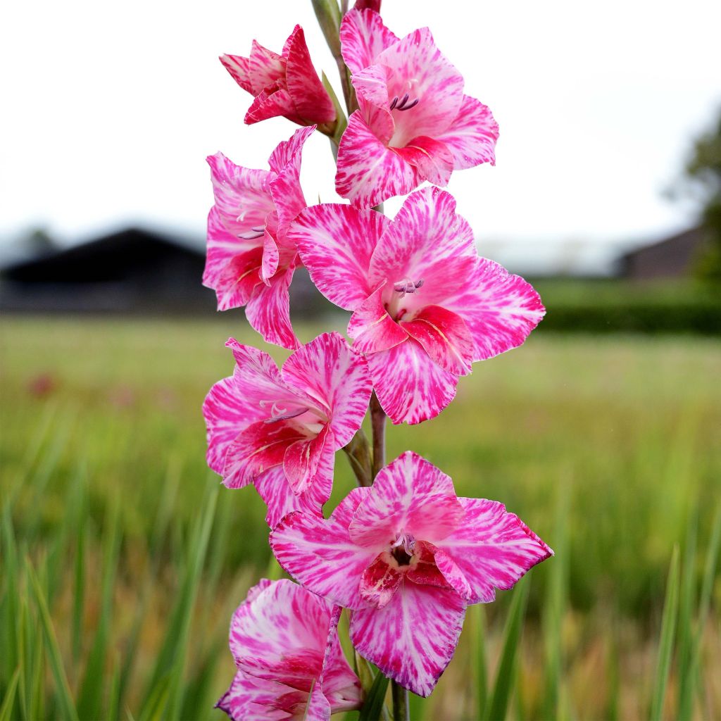 Gladiolus Bibi - Sword Lily