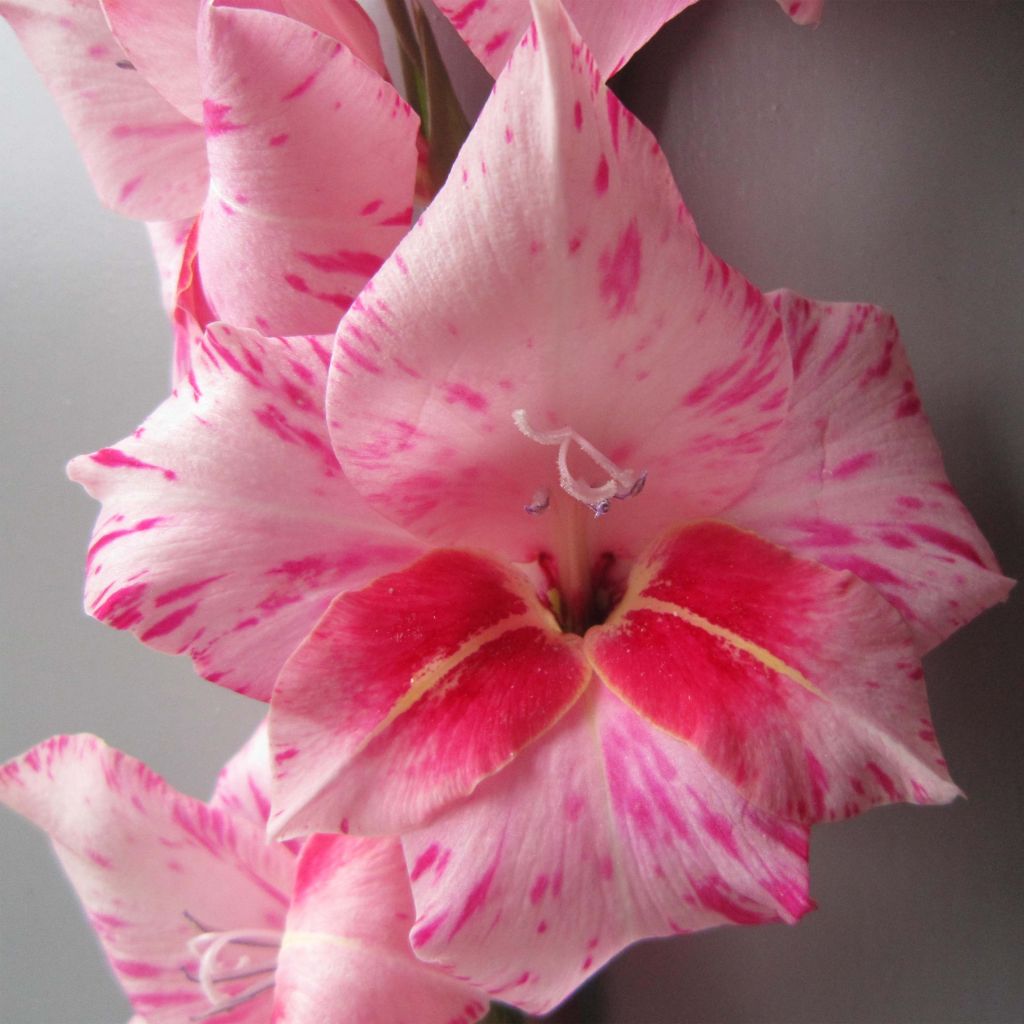 Gladiolus Bibi - Sword Lily