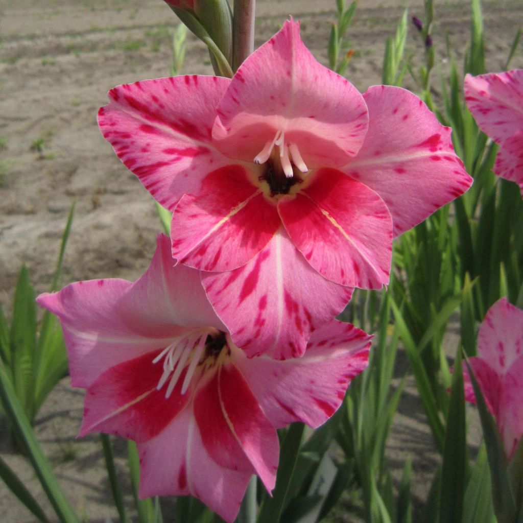 Gladiolus Bibi - Sword Lily