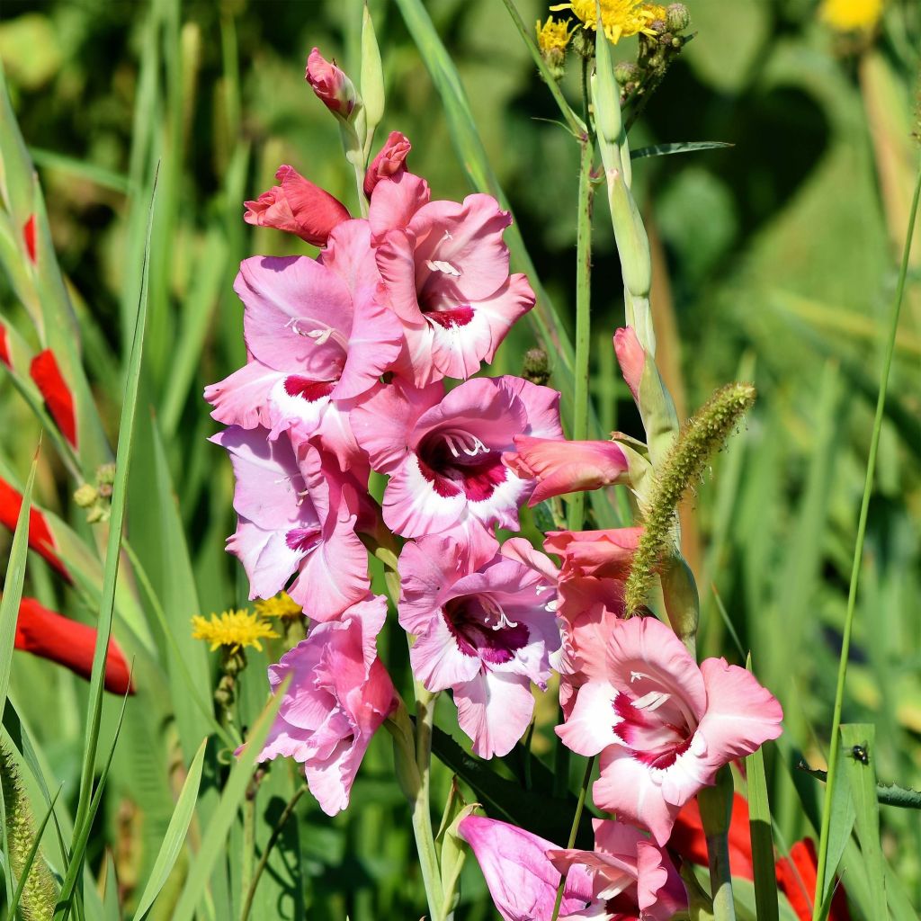 Gladiolus Wine and Roses - Sword Lily