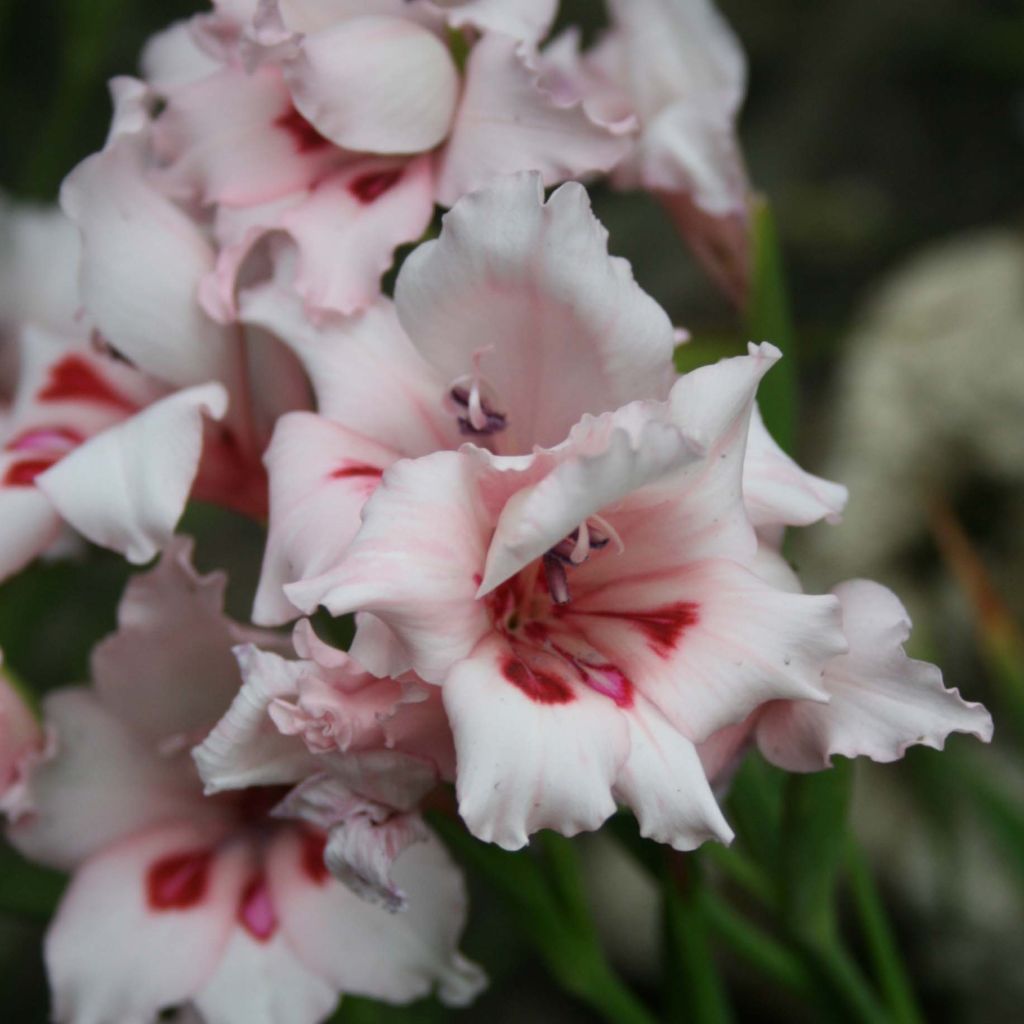 Glaieul ou Gladiolus Colvelli Nymph