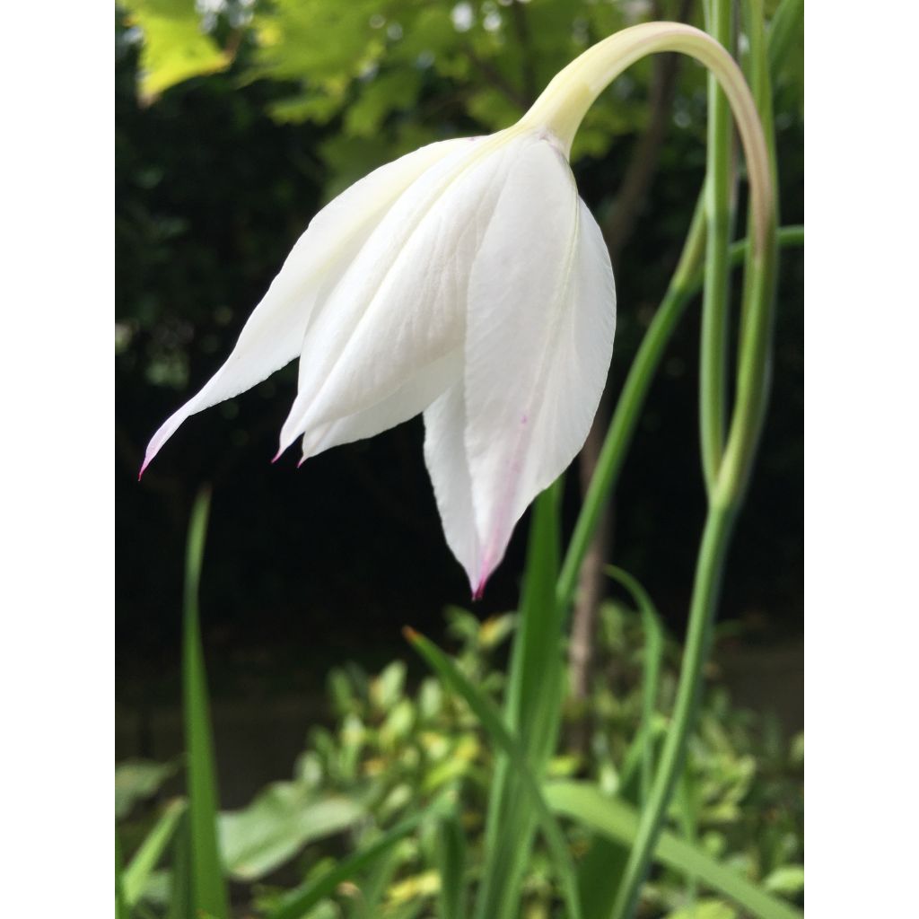 Gladiolus callianthus - Abyssinian gladiolus