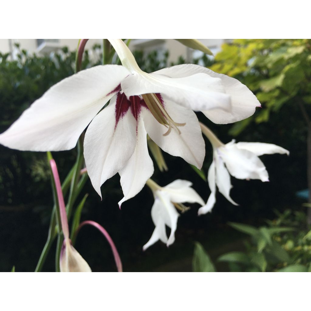 Gladiolus callianthus - Abyssinian gladiolus