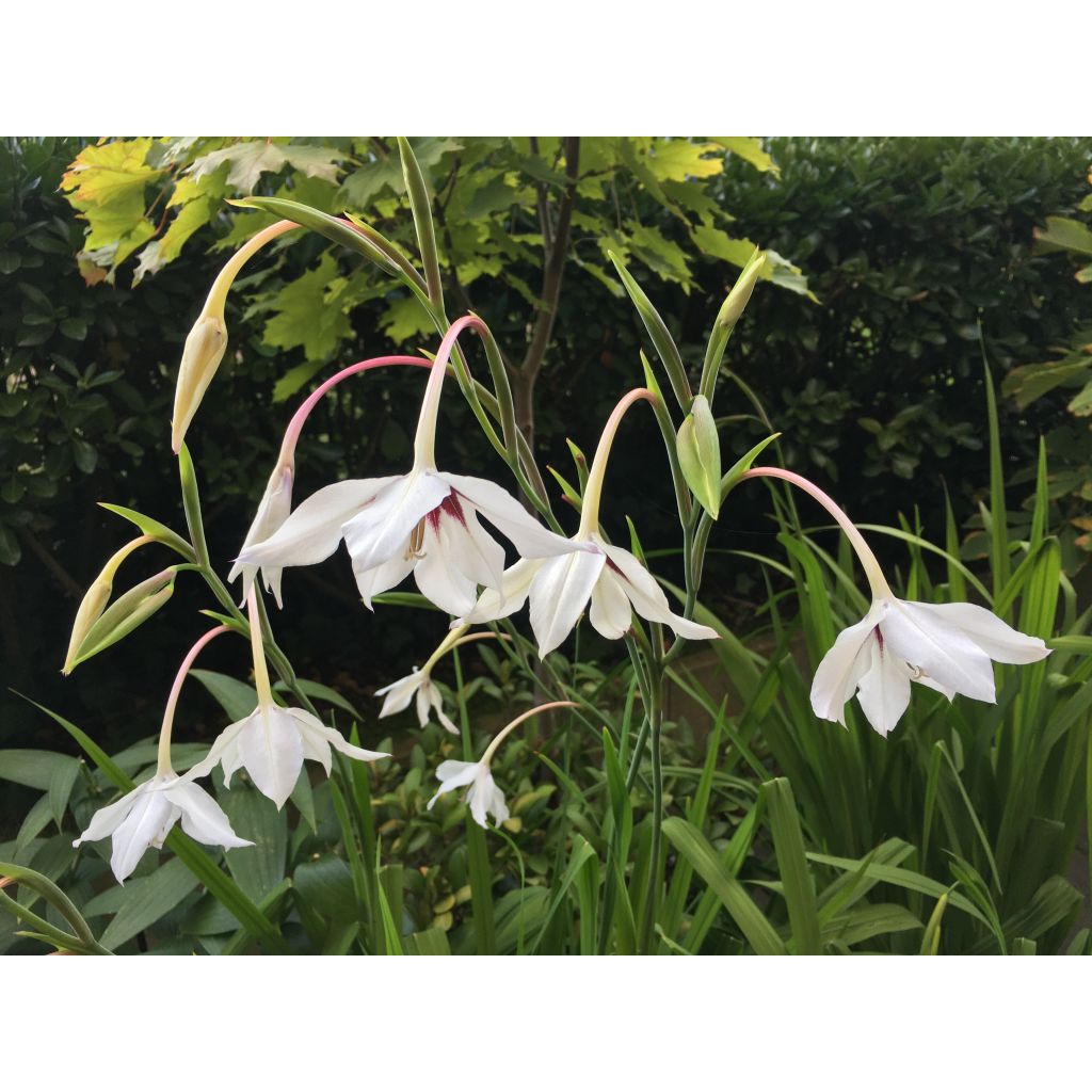 Gladiolus callianthus - Abyssinian gladiolus