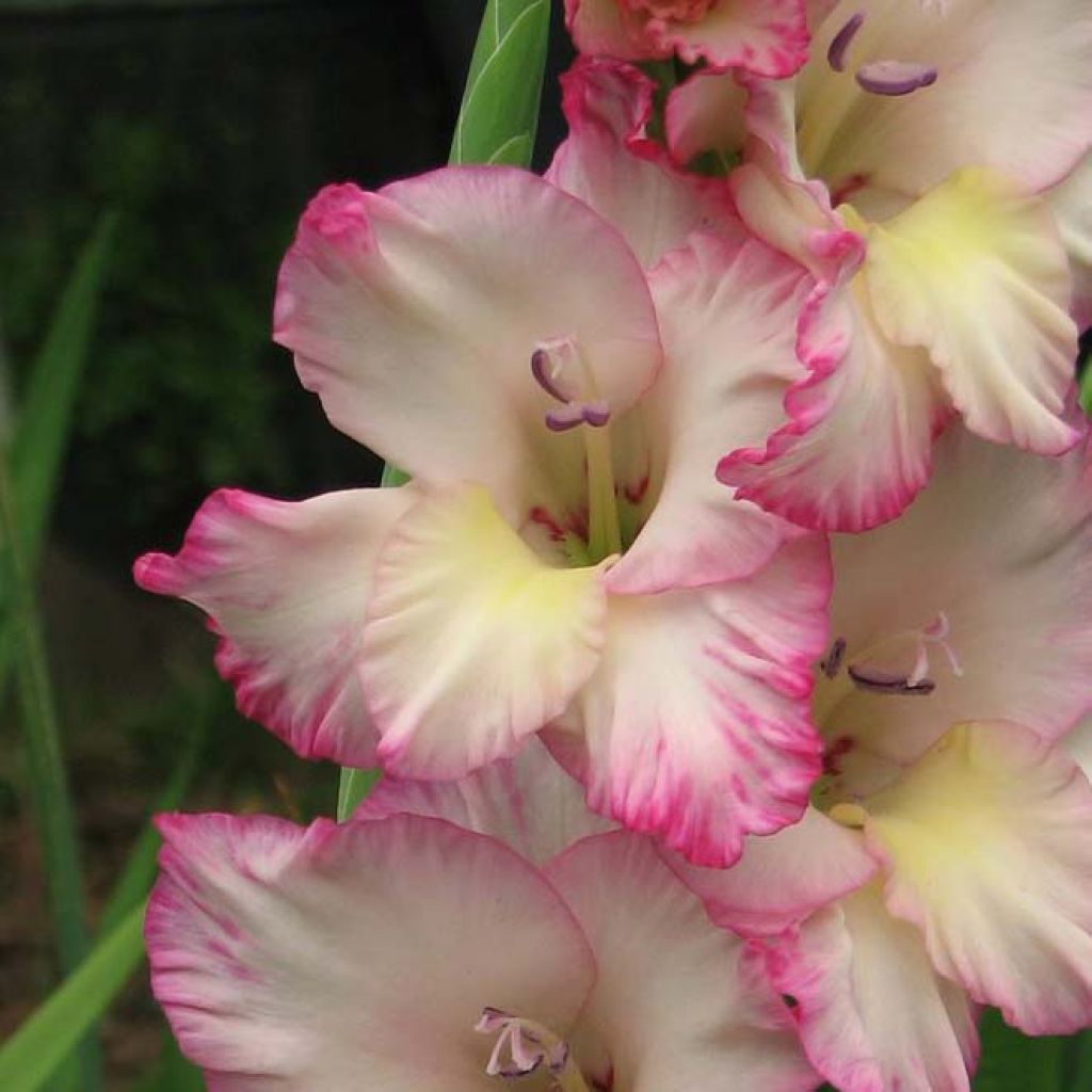 Glaïeul ou Gladiolus Priscilla