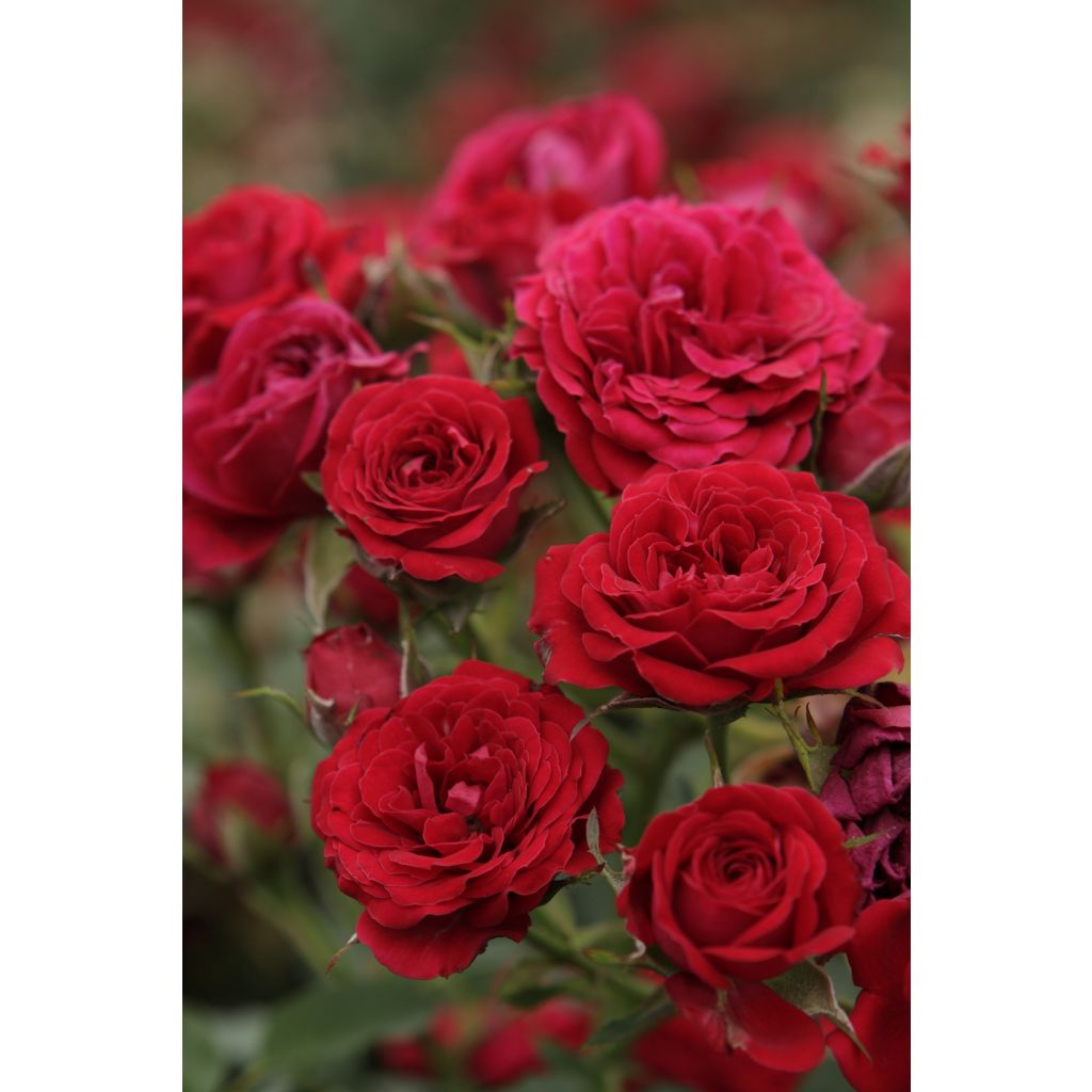 Rosa x polyantha Global Hit - Standard Rose