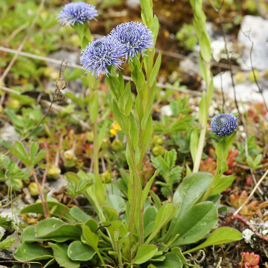 Globularia punctata