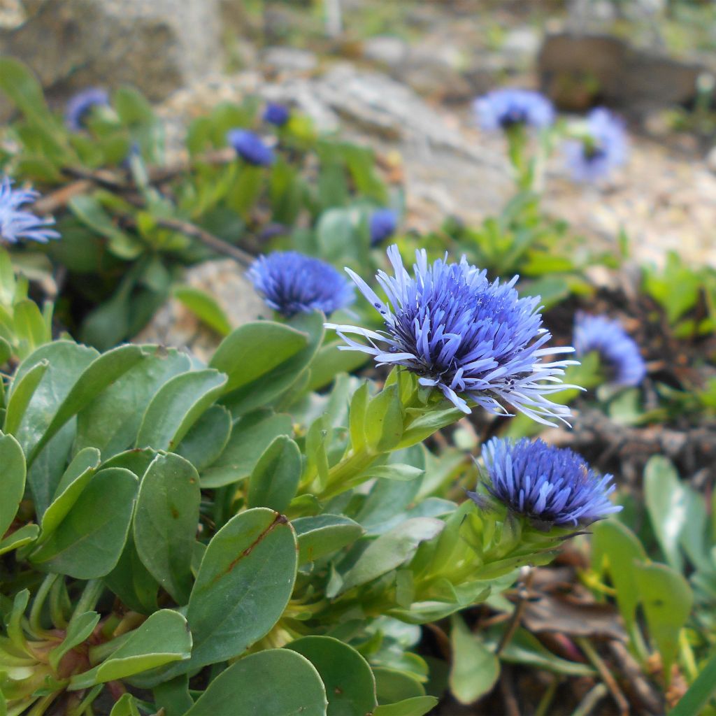 Globularia trichosantha