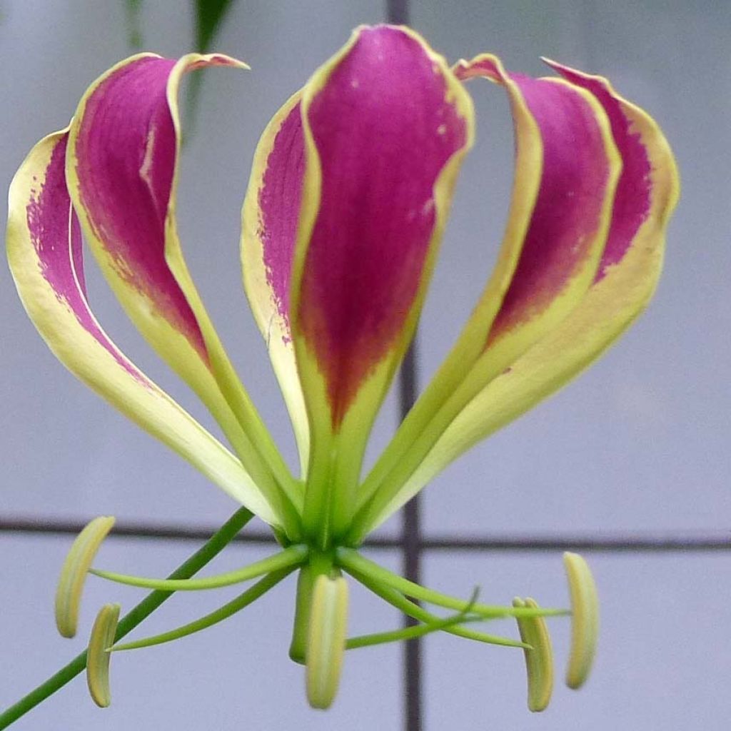Gloriosa carsonii - Glory lily