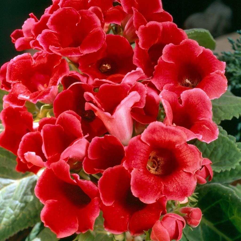 Gloxinia speciosa Etoile de Feu