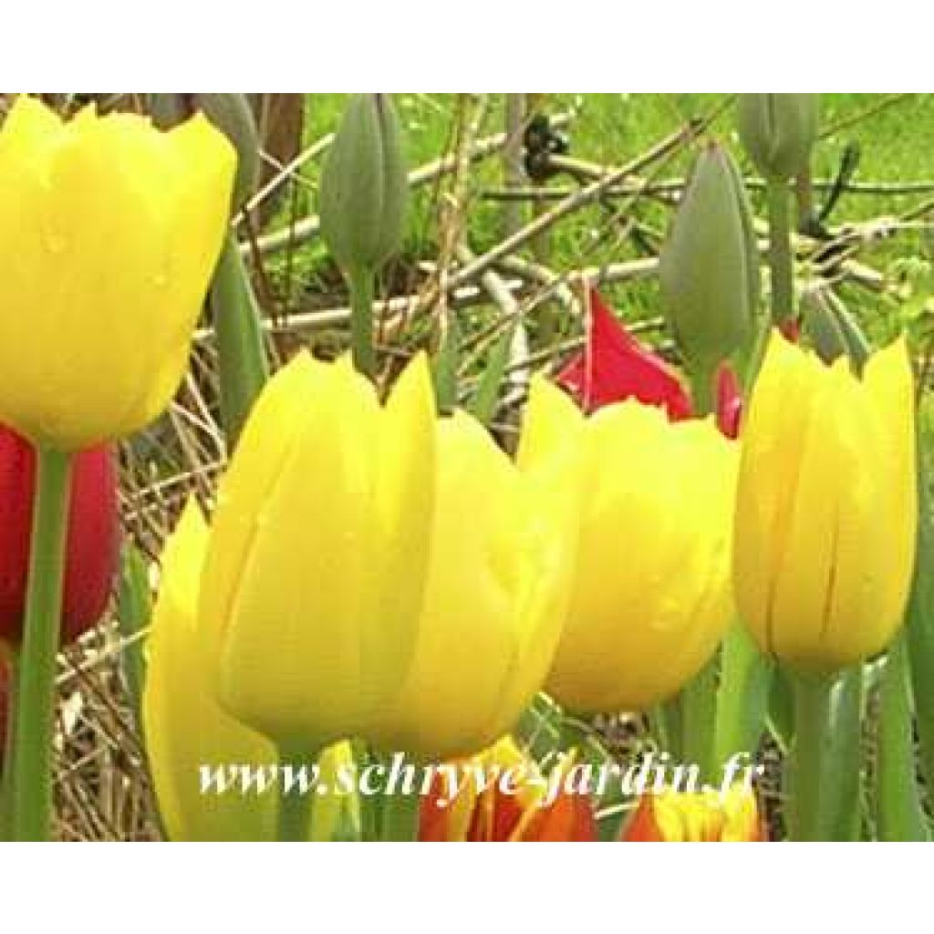 Tulipa 'Golden Melody'