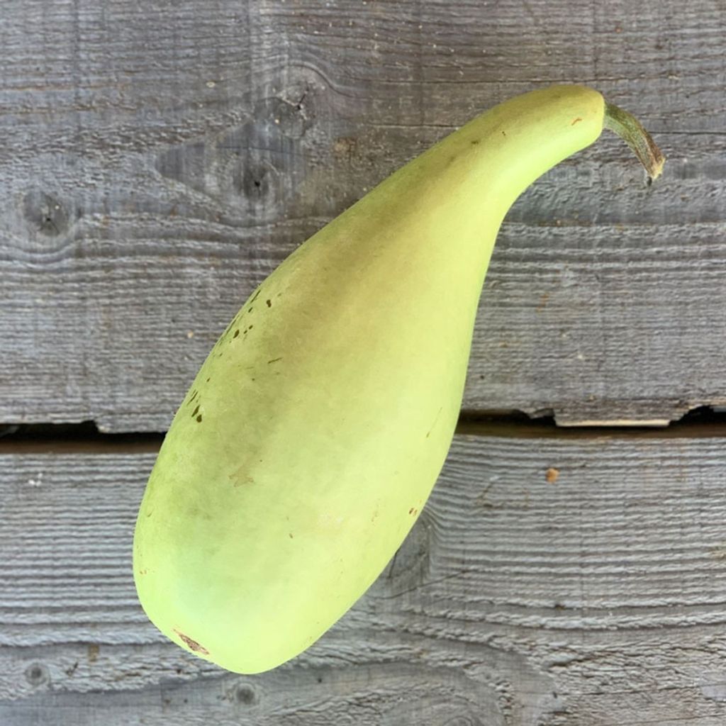 Organic Powder Pear Gourd - Ferme de Sainte Marthe seeds