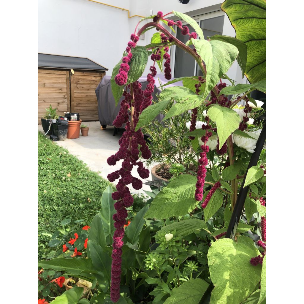 Amaranthus caudatus Dreadlocks Seeds - Love-Lies-Bleeding