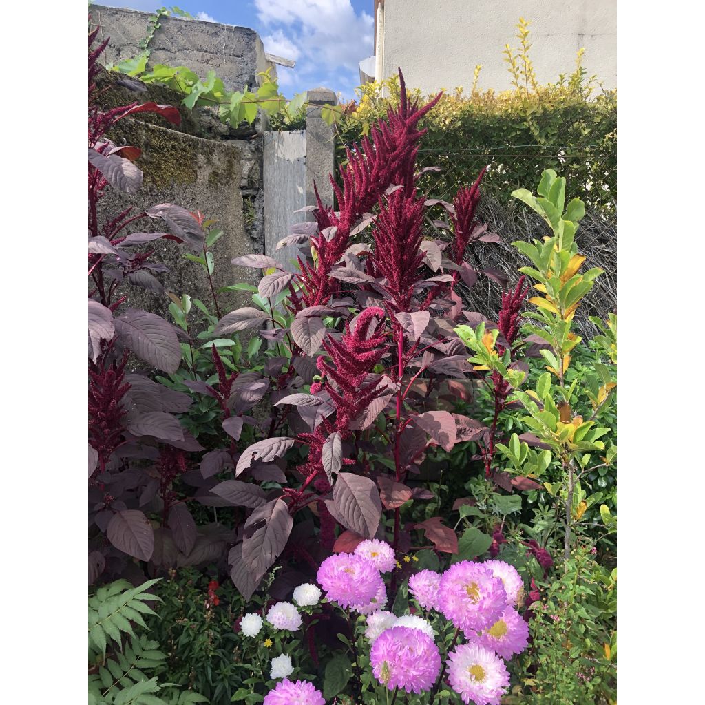 Amaranthus cruentus Velvet Curtains Seeds