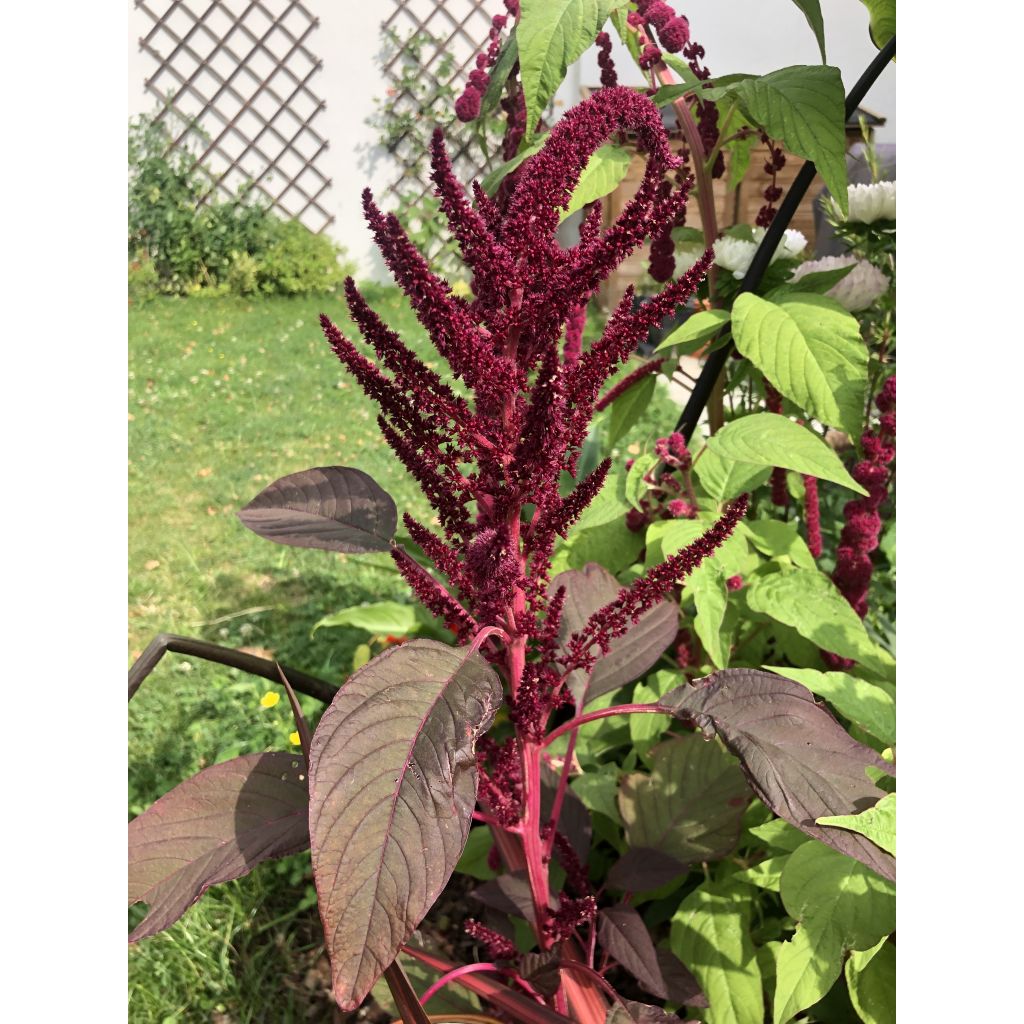 Amaranthus cruentus Velvet Curtains Seeds