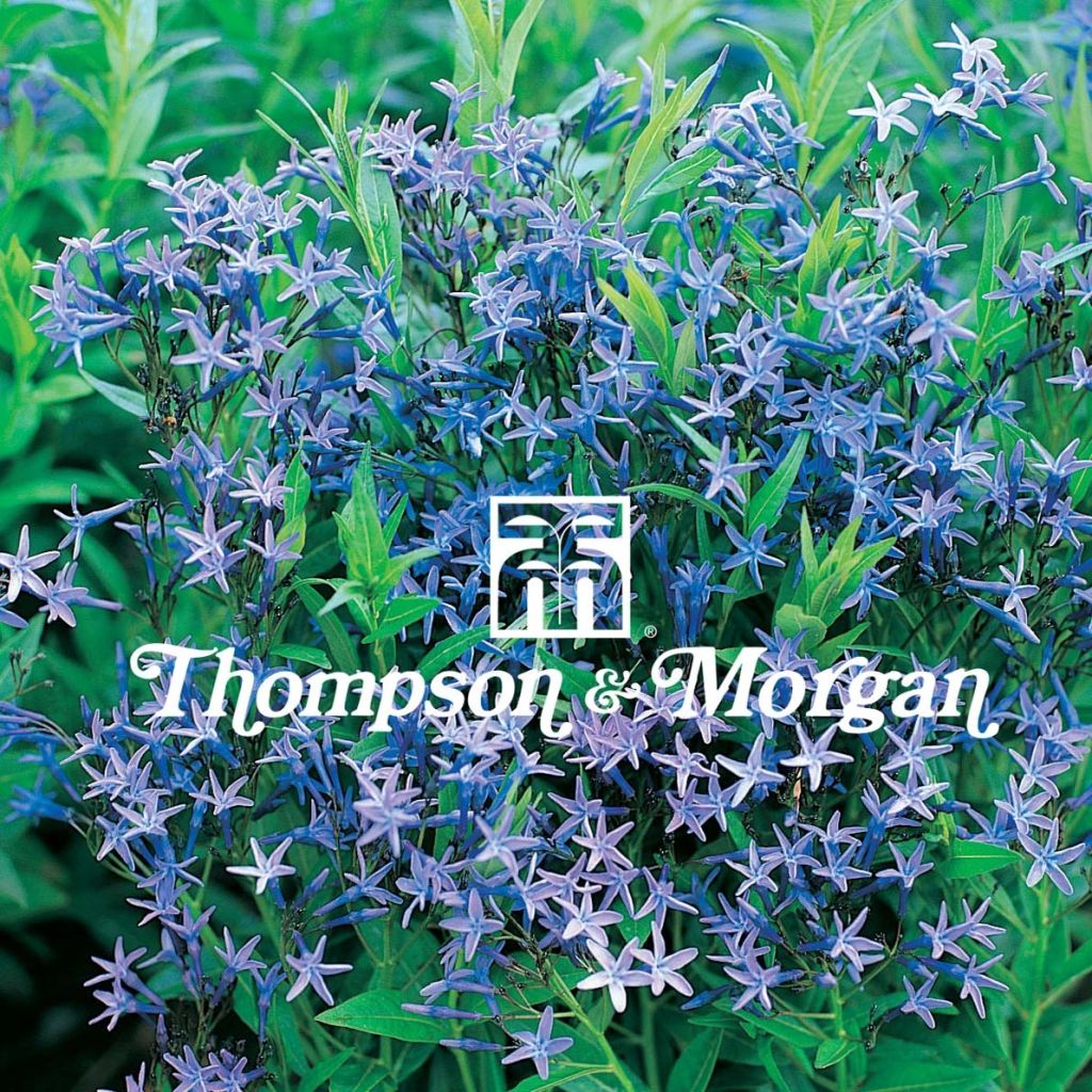 Amsonia tabernaemontana - Eastern bluestar