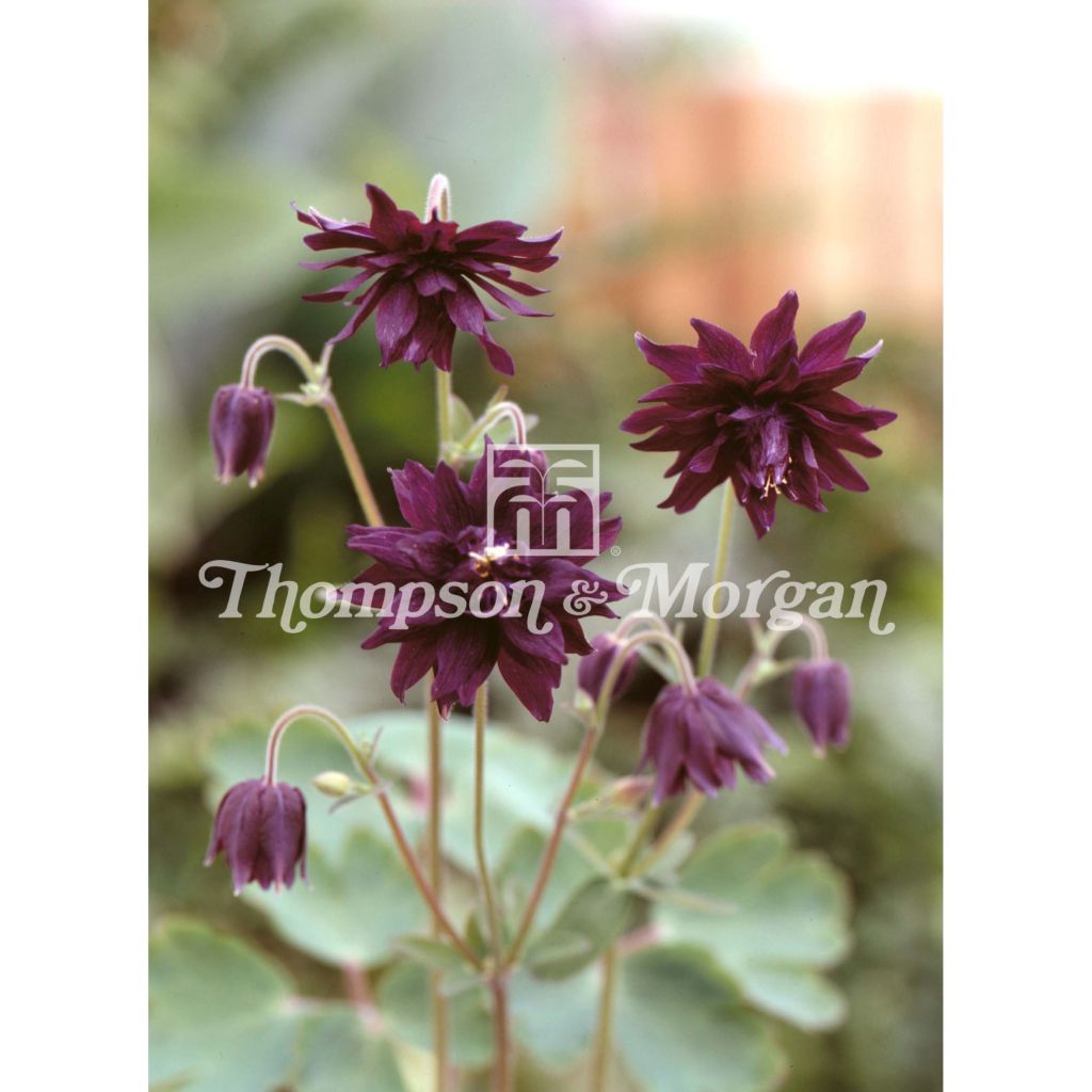 Aquilegia Miss M. I. Huish Seeds - Columbine