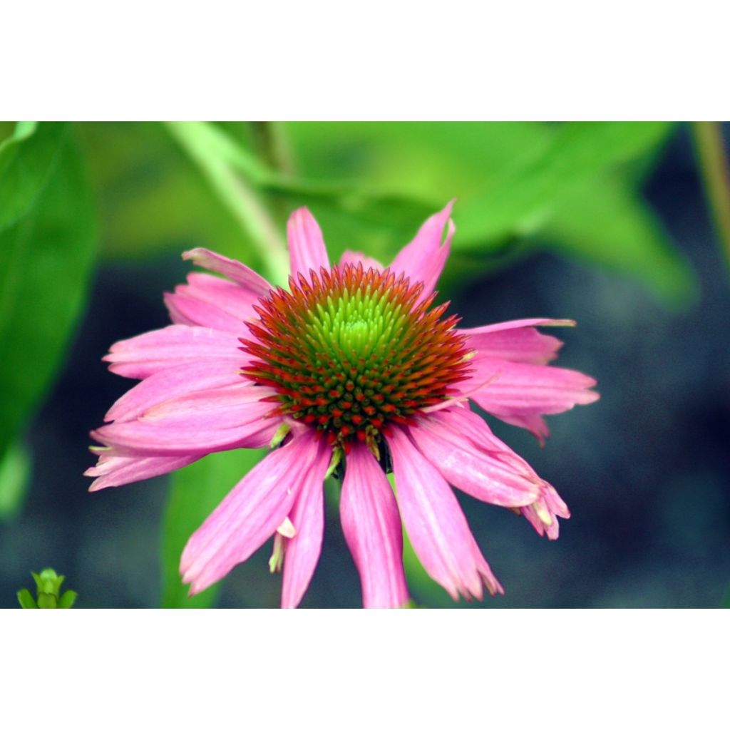 Echinacea purpurea Seeds - Purple Coneflower