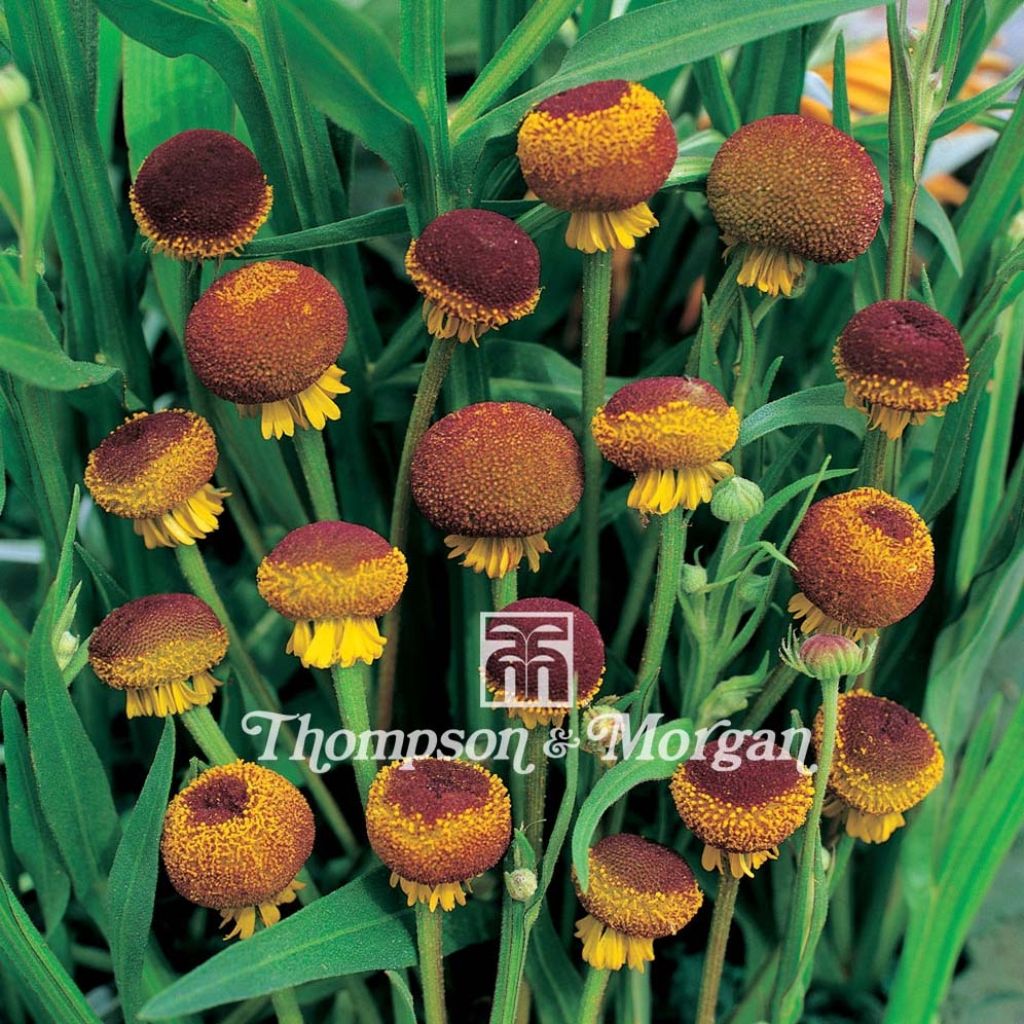 Helenium puberulum Autumn Lollipop Seeds